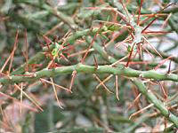Opuntia leptocaulis (fam Cactacees) (Mexique, S-O des USA) (3) (Photo F. Mrugala)